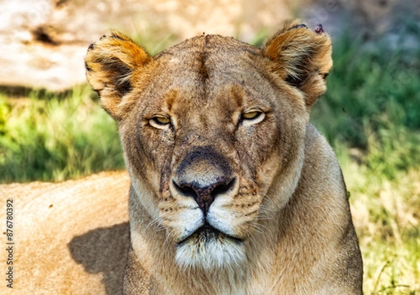 Obraz Fauna africana