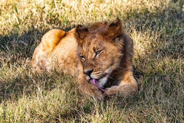 Obraz Fauna africana