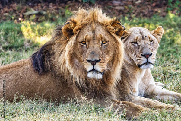 Obraz Fauna africana