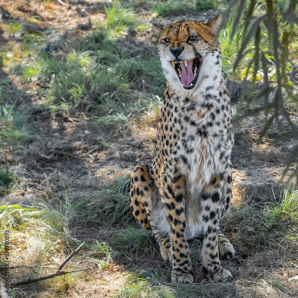 Obraz Fauna africana