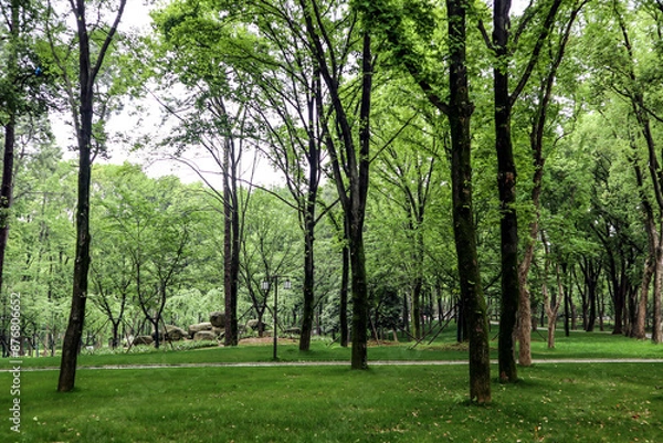 Obraz trees in the forest