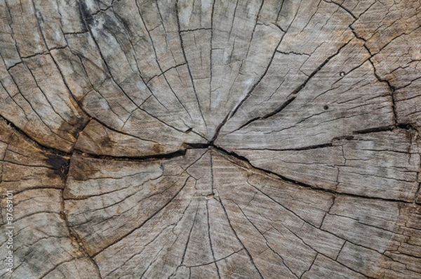 Fototapeta Texture of the wood from the trees