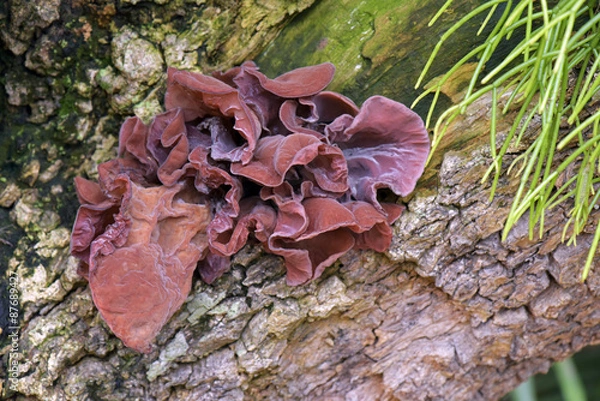 Obraz Fungus in the Atlantic Rainforest