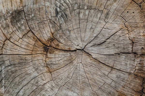 Fototapeta Texture of the wood from the trees