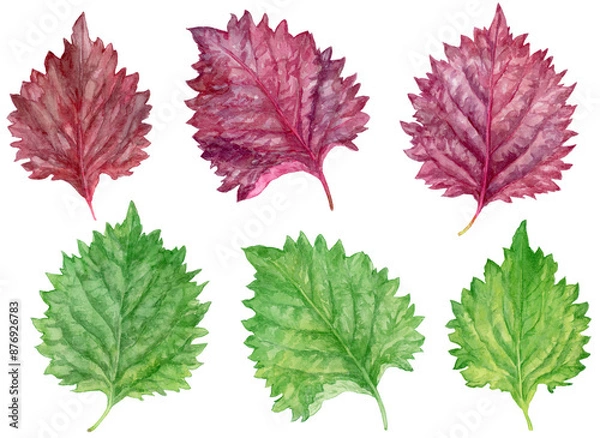 Obraz 赤しそ・青しそ（大葉）　水彩イラストセット