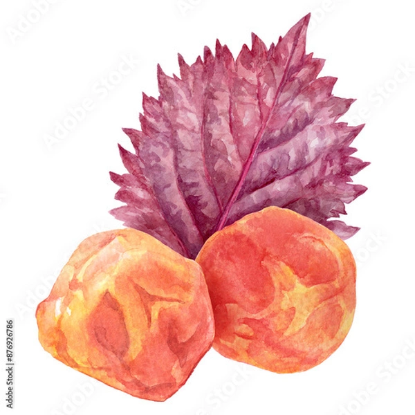 Obraz 梅干しと赤紫蘇　水彩イラスト