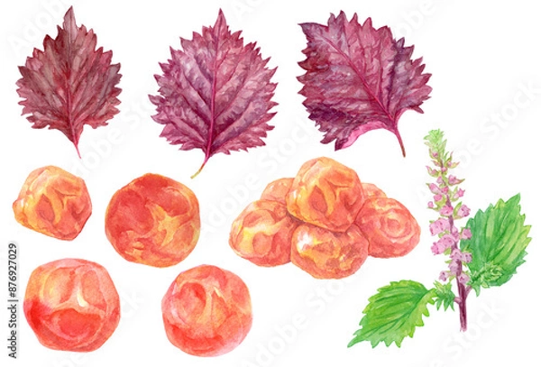 Obraz 赤紫蘇と梅干し　水彩イラストセット