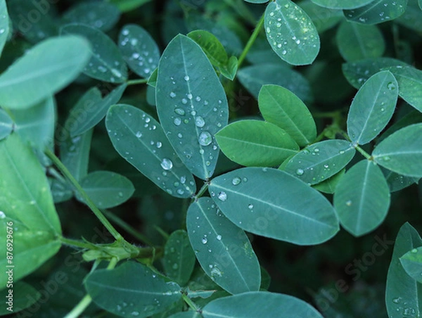 Fototapeta Green leaves and water drops
