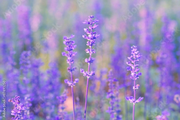 Fototapeta Beautiful spring background with Salvia farinacea Benth.