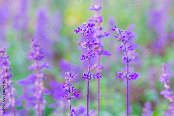 Fototapeta Blue Salvia (salvia farinacea) flowers blurred background