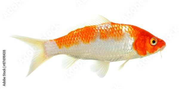 Obraz Koi fish isolated on the white background