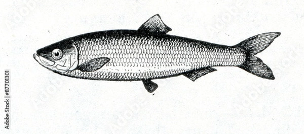 Obraz Baltic herring (Clupea harengus membras) 