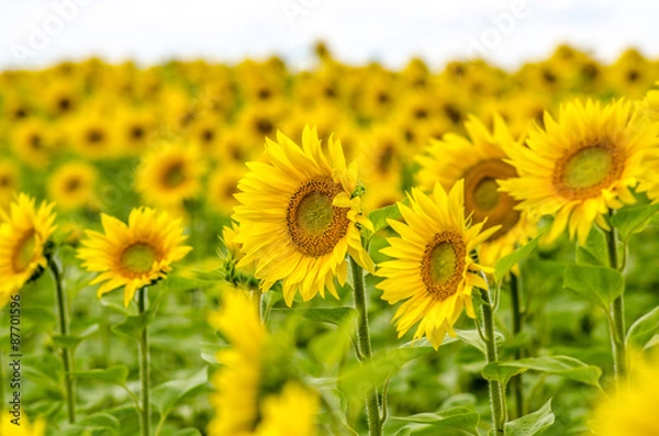 Fototapeta sunflower field