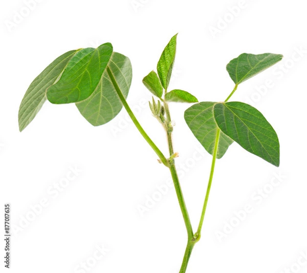 Obraz Green soybean bush isolated on white background. Soy bean plant.