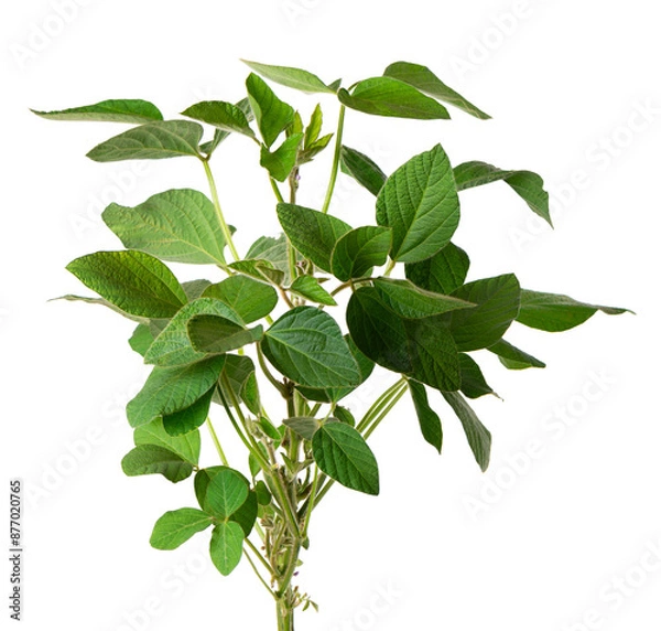 Obraz Green soybean bush isolated on white background. Soy bean plant.