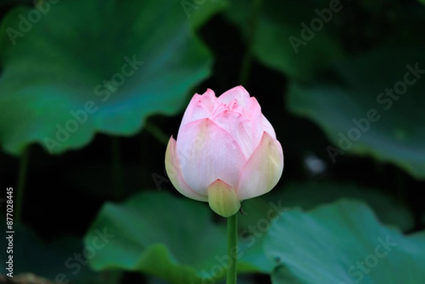 Obraz お堀に咲く蓮の花