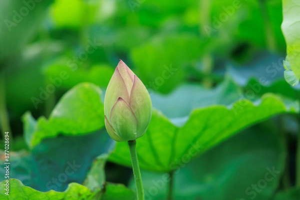 Fototapeta お堀に咲く蓮の花