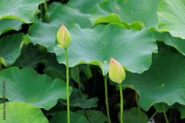 Obraz お堀に咲く蓮の花