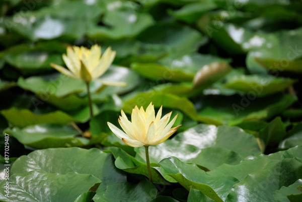 Fototapeta 睡蓮の花