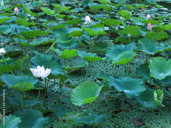 Fototapeta Lotus in the pond in summer