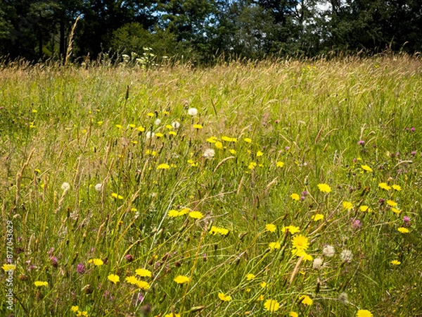 Obraz Summer meadow in Devon, UK