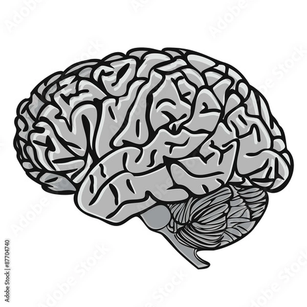 Fototapeta BRAIN grayscale illustration vector
