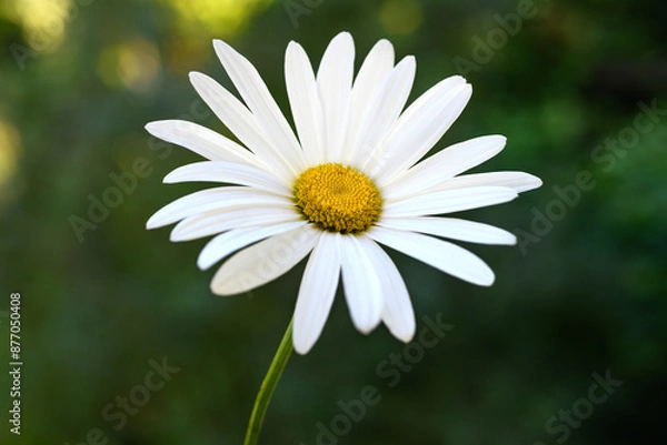 Obraz White daisy flower