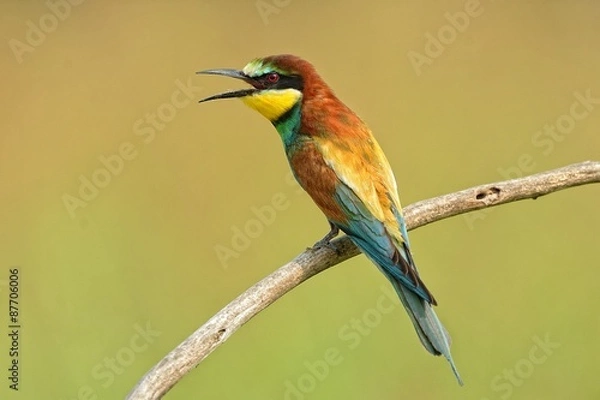 Fototapeta Gruccione