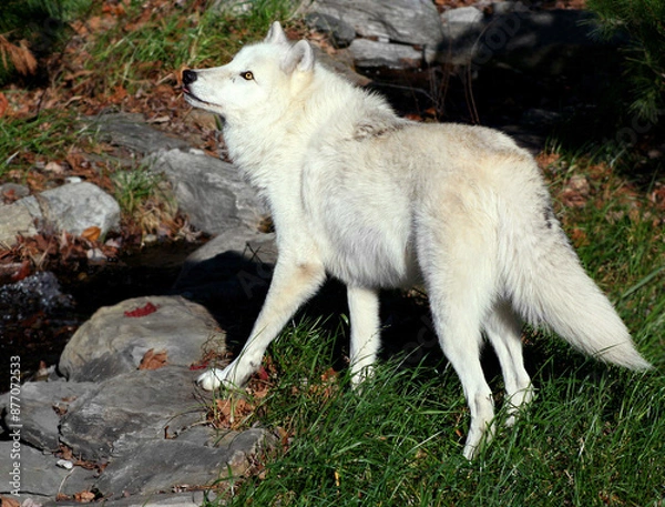 Obraz White wolf in natural environment.