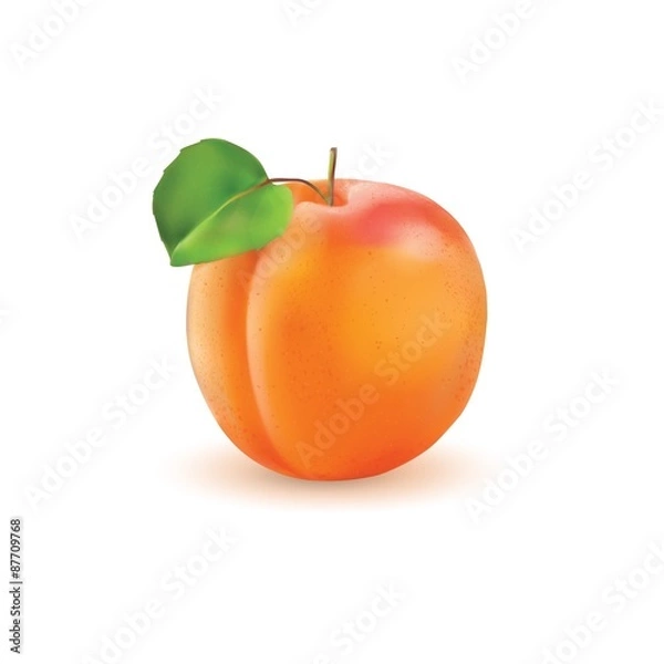 Obraz Apricot realistic illustration.