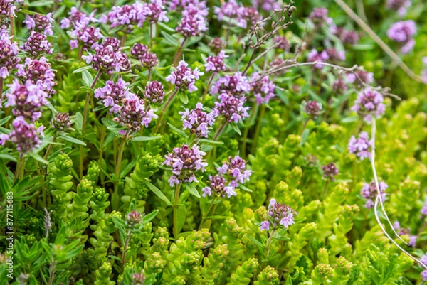 Fototapeta Blossoming fragrant Thymus serpyllum, Breckland wild thyme, creeping thyme, or elfin thyme close-up, macro photo. Beautiful food and medicinal plant in the field in the sunny day