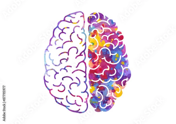Fototapeta Watercolor brain, left and right hemispheres illustration