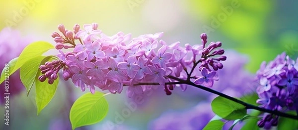 Fototapeta Close-up image of a lilac branch with a purple hue against a lush green garden background, featuring ample copy space image.