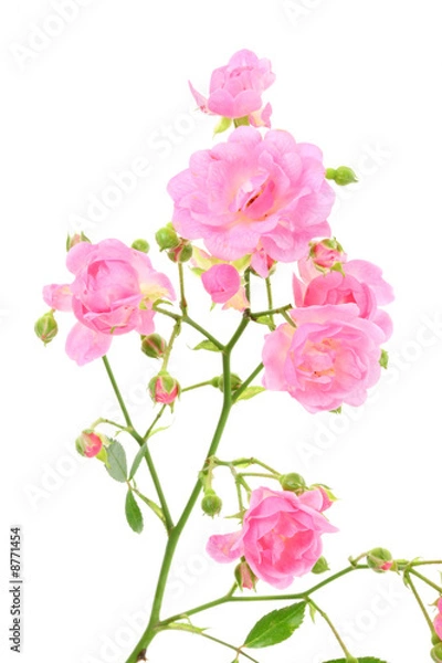 Fototapeta Pink rose on white.