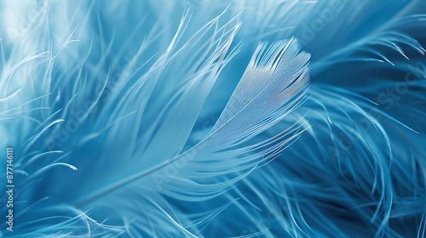 Fototapeta Close-up photograph of a fluffy blue and white feather with intricate details.