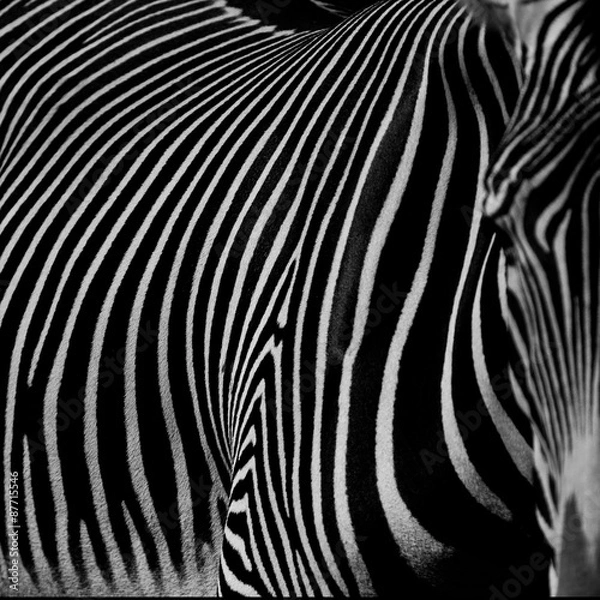 Fototapeta :: zebra III ::