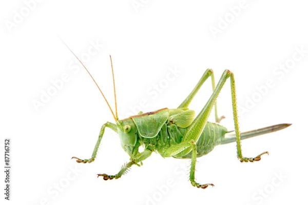 Obraz Green grasshopper on a white background
