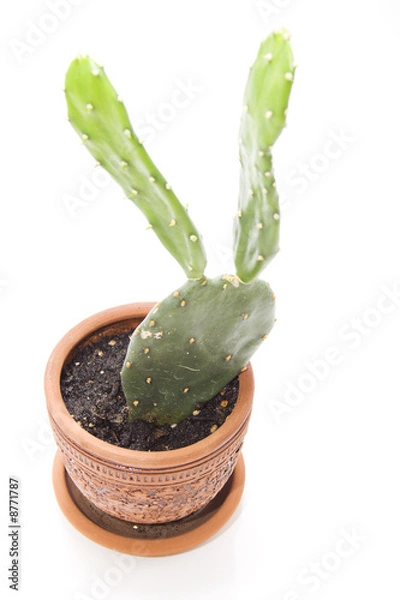 Fototapeta Cactus looks like rabbit