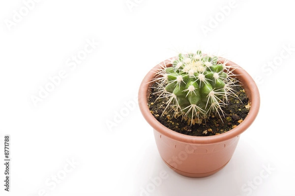 Fototapeta Little cactus