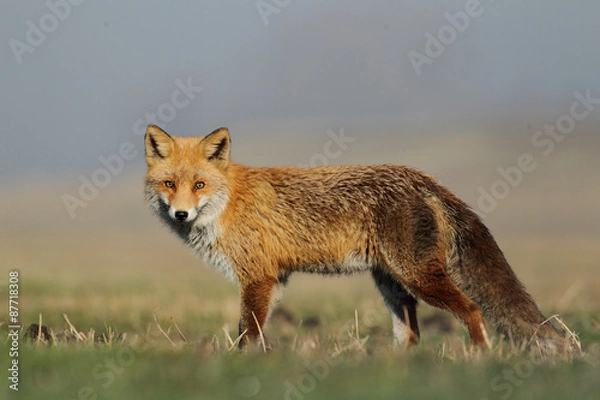Obraz Red fox