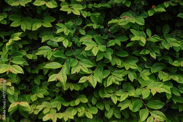 Fototapeta 緑の葉に覆われた壁