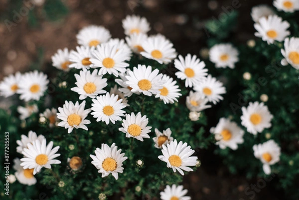 Fototapeta 小さな白い花の群生