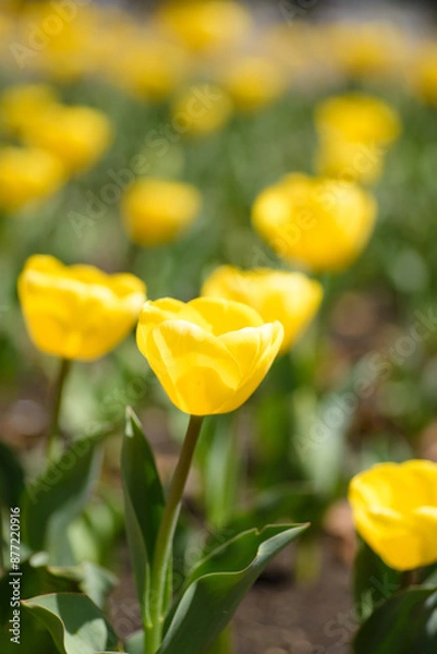 Fototapeta 黄色いチューリップ