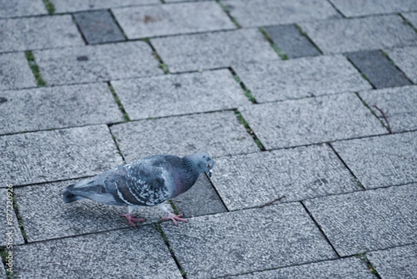 Fototapeta 下を向いて歩く鳩