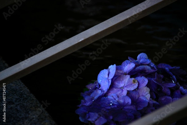 Obraz 紫陽花（あじさい）手水
