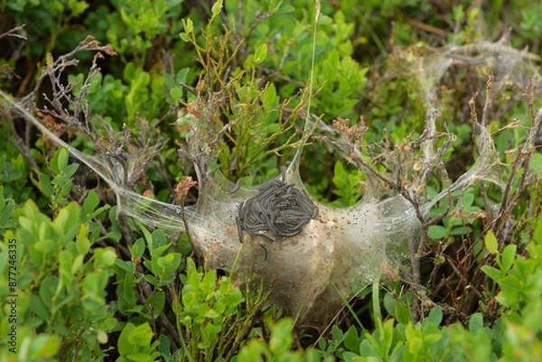 Obraz Raupen von Gespinstmotten