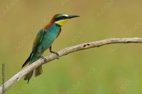 Fototapeta Gruccione