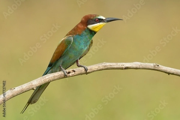 Fototapeta Gruccione