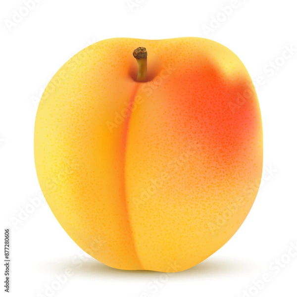 Fototapeta Vector drawing. Nutrition concept. Realistic image apricot