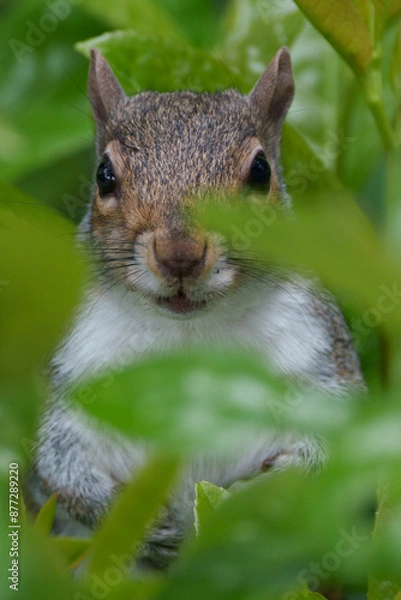 Fototapeta squirrel on a tree